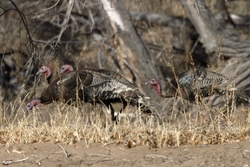Wild Turkey
