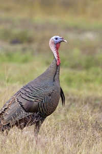 Wild Turkey