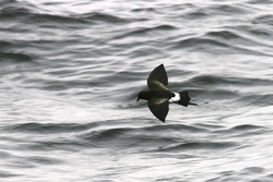 Wilson's Storm-Petrel