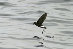 Wilson's Storm-Petrel