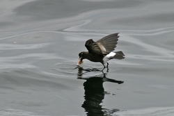 Wilson's Storm-Petrel