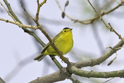 Wilson's Warbler