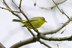 Wilson's Warbler
