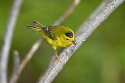 Wilson's Warbler
