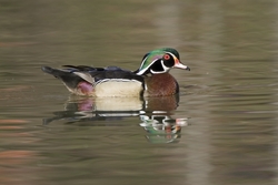 Wood Duck