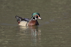 Wood Duck