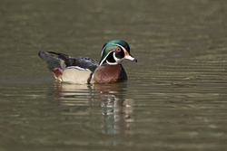 Wood Duck