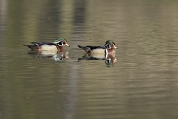 Wood Duck