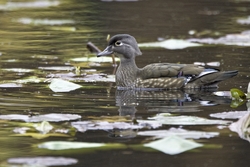 Wood Duck