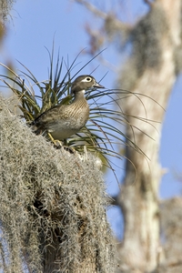 Wood Duck