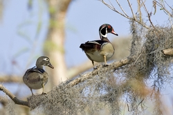 Wood Duck