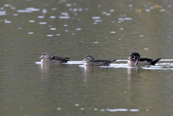 Wood Duck