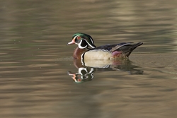 Wood Duck