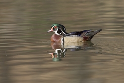 Wood Duck