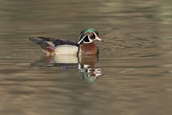 Wood Duck