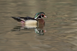 Wood Duck