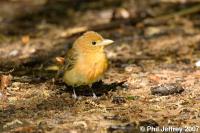 Icterids and Tanagers