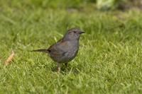Dunnock (DUNN-001)