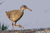 Clapper Rail