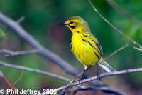 Prairie Warbler