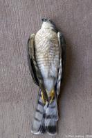 Sharp-shinned Hawk