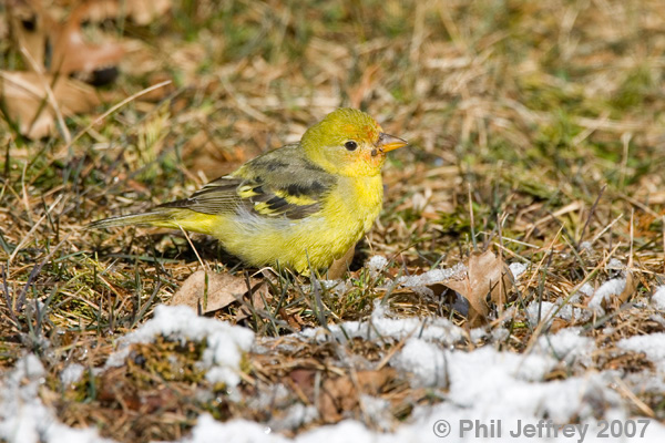 Western Tanager