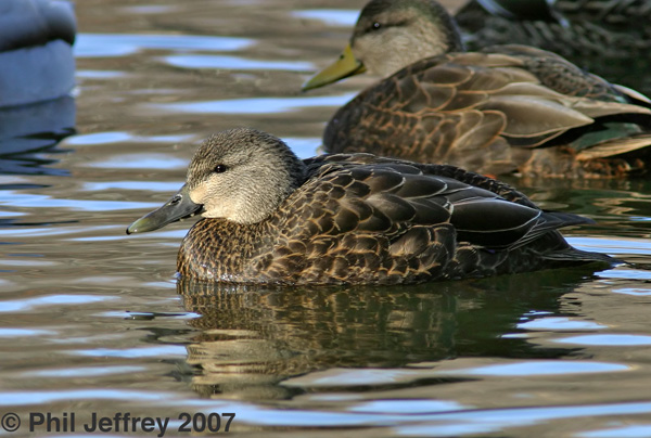 American Black Duck