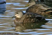 American Black Duck