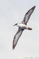 Shearwaters and Storm Petrels
