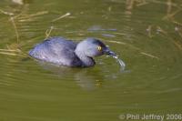 Least Grebe
