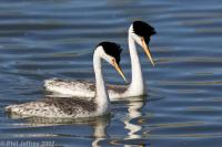 Clark's Grebe