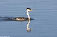 Western Grebe