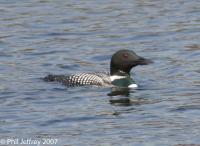 Common Loon