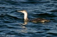 Red-throated Loon