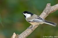 Black-capped Chickadee