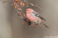 Pine Grosbeak