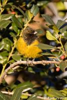 Scott's Oriole