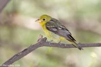 Western Tanager