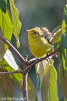 Western Tanager