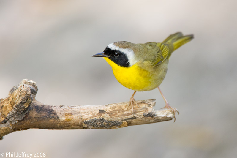 Common Yellowthroat