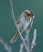 Saltmarsh Sparrow