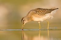 Short-billed Dowitcher
