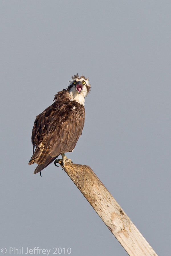 Osprey