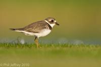 Semipalmated Plover