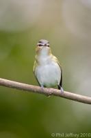 Red-eyed Vireo