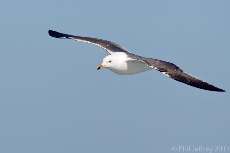 Lesser Black-backed Gull third cycle