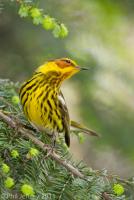 Cape May Warbler