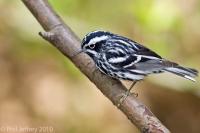 Black-and-White Warbler adult male