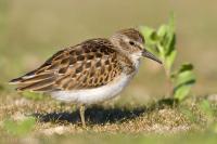 Least Sandpiper