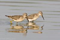 Stilt Sandpiper